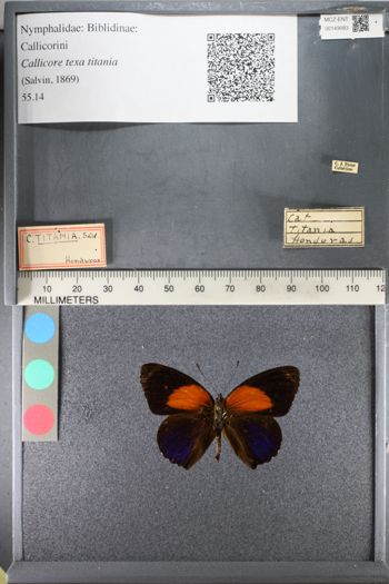 Media type: image;   Entomology 149083